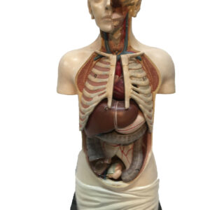 Anatomische pop