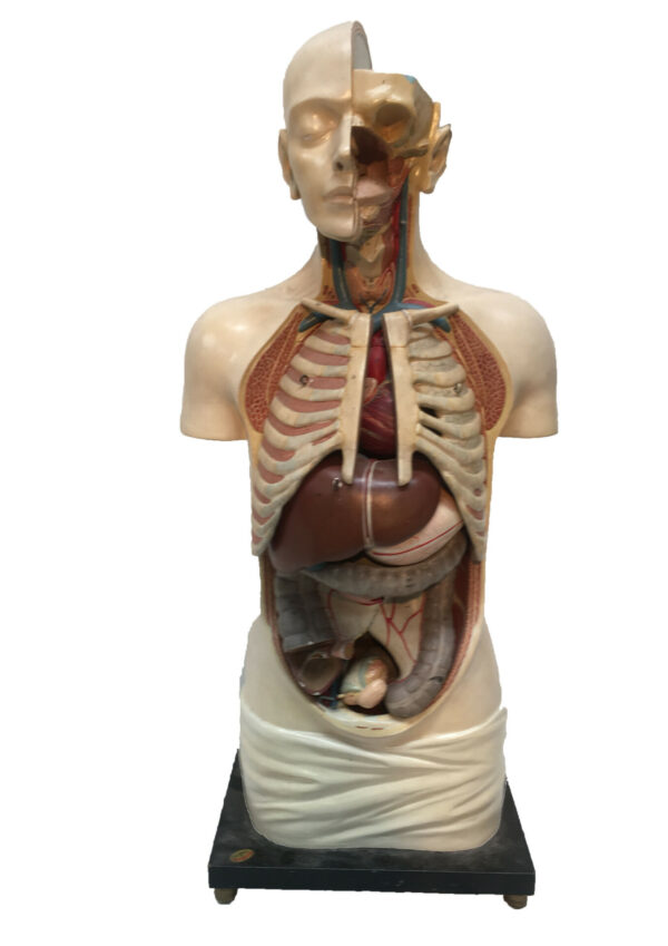 Anatomische pop