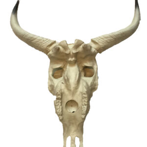 Bull schedel
