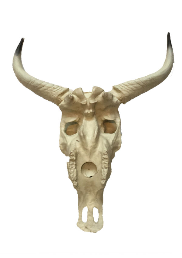 Bull schedel