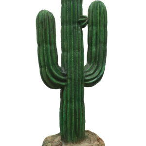 Cactus groot