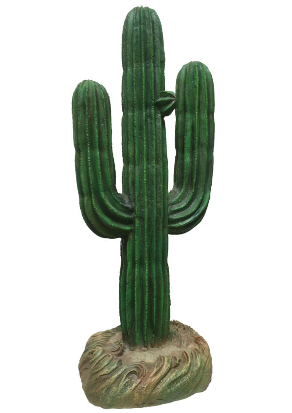 Cactus groot