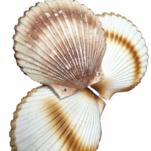 Reuze schelp