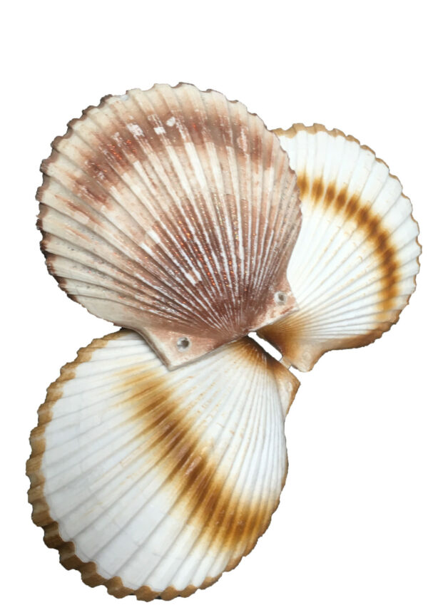 Reuze schelp