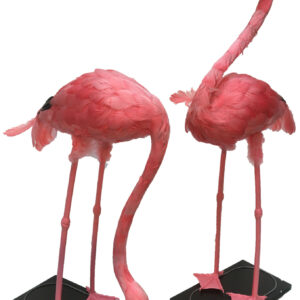 Decordoek Caraïbisch Flamingo