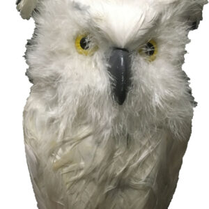 Witte uil