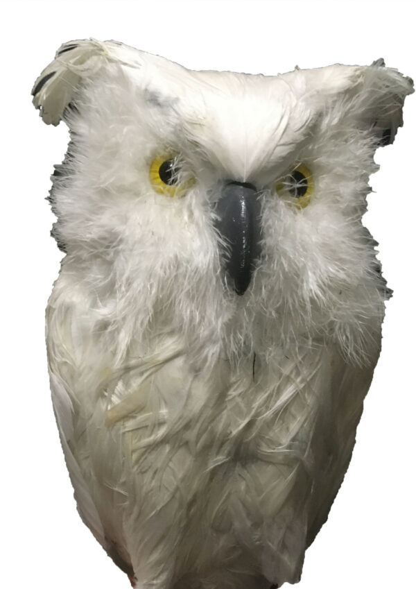 Witte uil