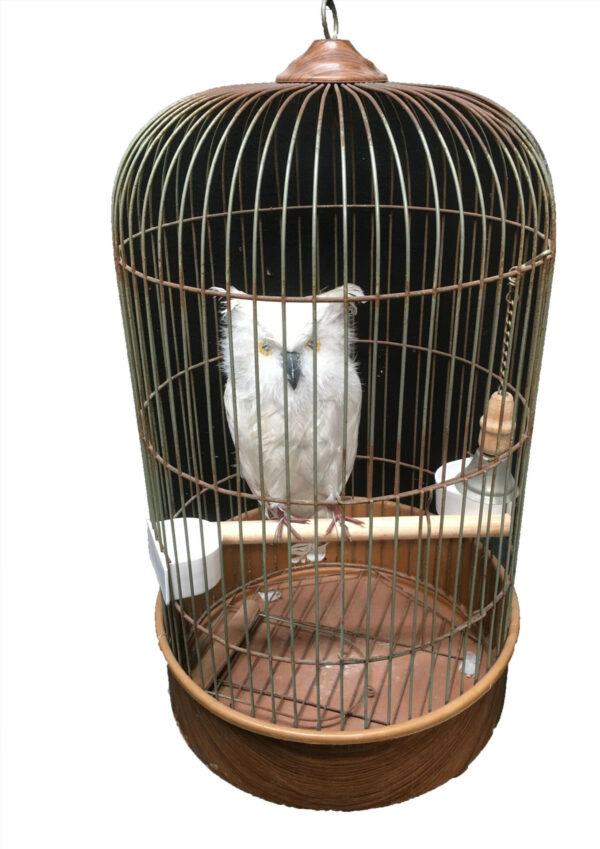 Witte uil in ronde kooi