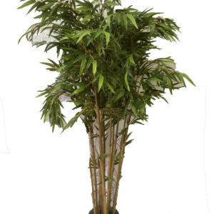 Bamboe plant