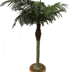 Palmboom klein