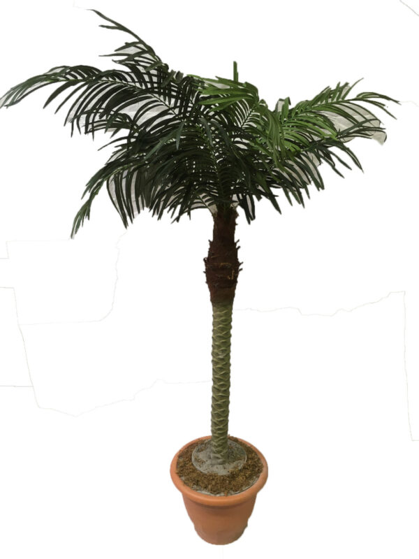 Palmboom klein