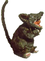 Rat