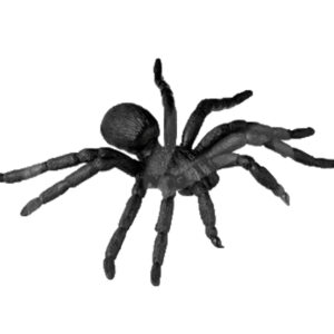 Spinnen